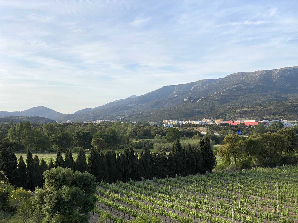 paisatge_vinyes-boscos-albera-la-jonquera-1