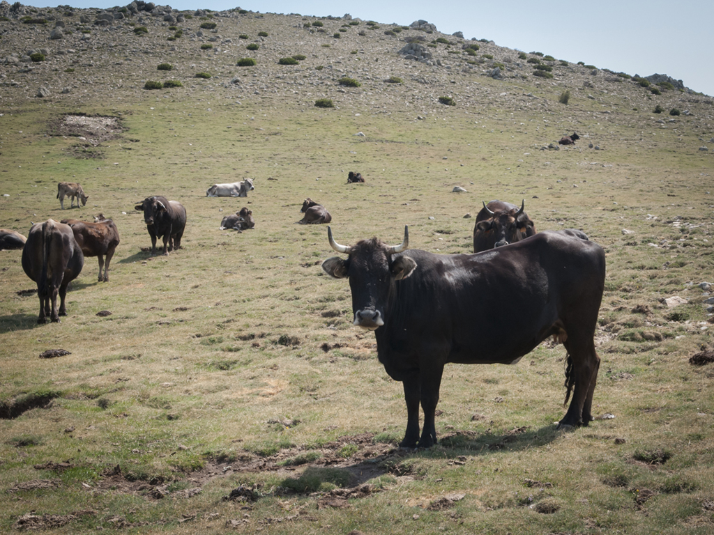 buscant-solucions-a-les-pastures-de-la-vaca-de-lalbera-4